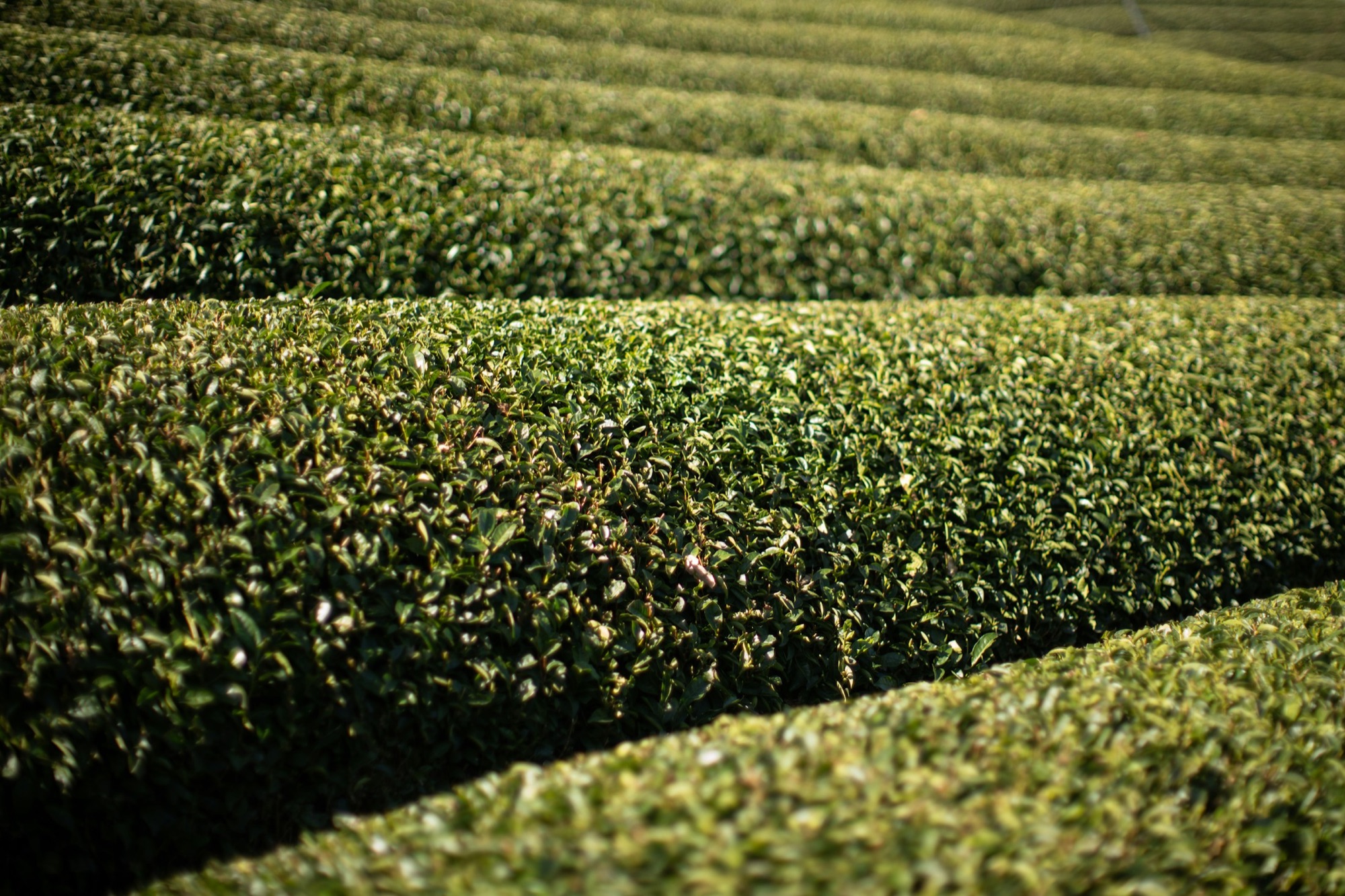 Rows of tea bushes in Wazuka, Kyoto, photographed by Bret Lama.