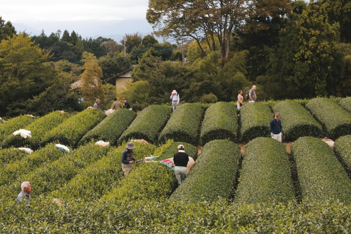 Tea harvesting at Obuchi Sasaba in Shizuoka, Japan. Editorial photograph, not a Matdori supplier portrait.